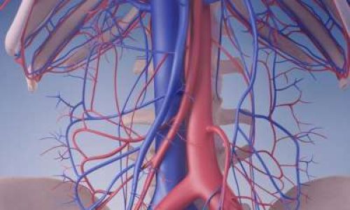 vascular vascular